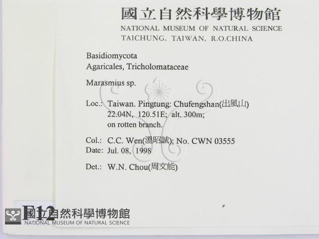 小皮傘屬藏品圖，第2張