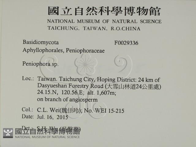 筍殼菌屬藏品圖，第2張