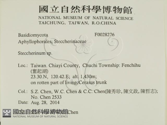 齒耳菌屬藏品圖，第2張