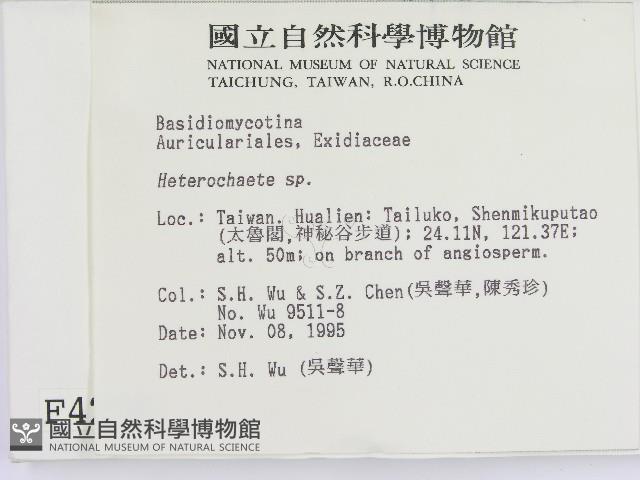 刺皮菌屬藏品圖，第2張