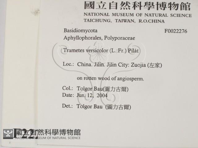 雲芝藏品圖，第2張