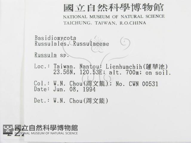 紅菇屬藏品圖，第2張