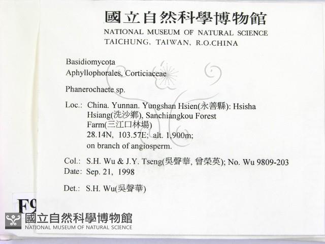 顯絲菌屬藏品圖，第2張