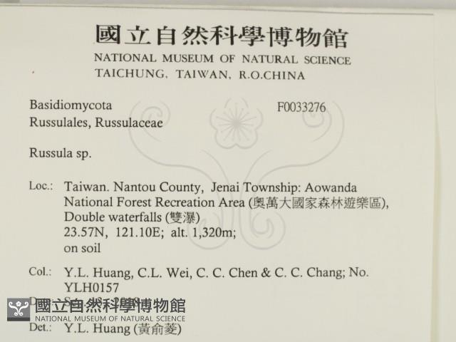 紅菇屬藏品圖，第2張