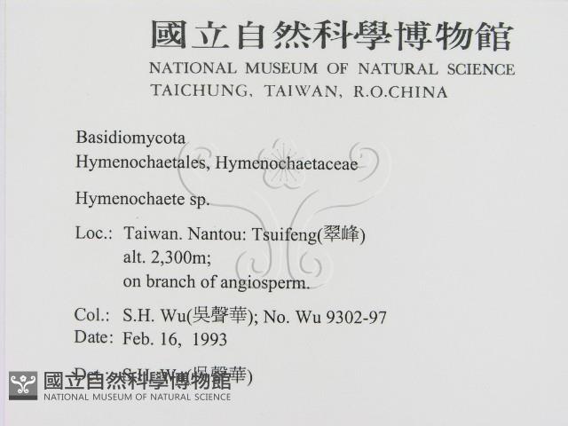 刺革菌屬藏品圖，第2張