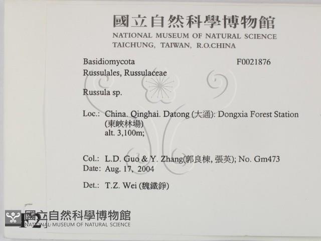 紅菇屬藏品圖，第2張