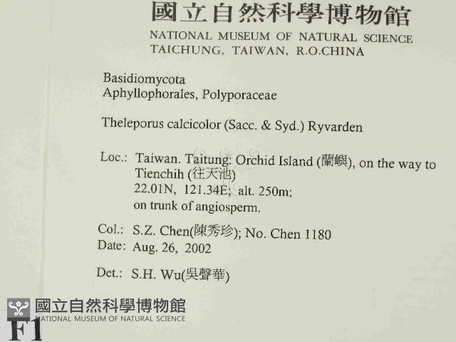 顯絲菌屬藏品圖，第2張