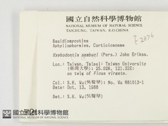 冇骨消絲齒菌藏品圖，第2張