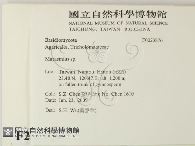 小皮傘屬藏品圖，第2張