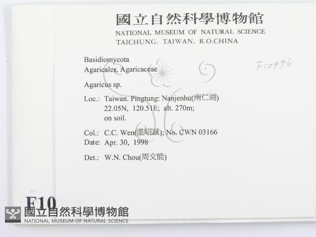 傘菌屬藏品圖，第2張