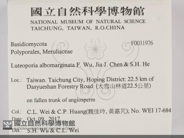 白邊黃孔菌藏品圖，第2張