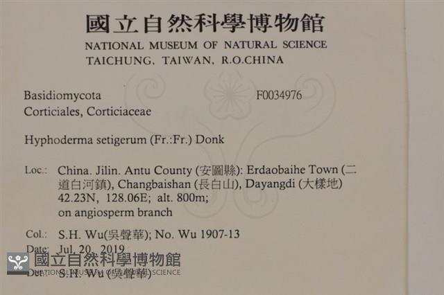 剛毛絲皮菌藏品圖，第2張