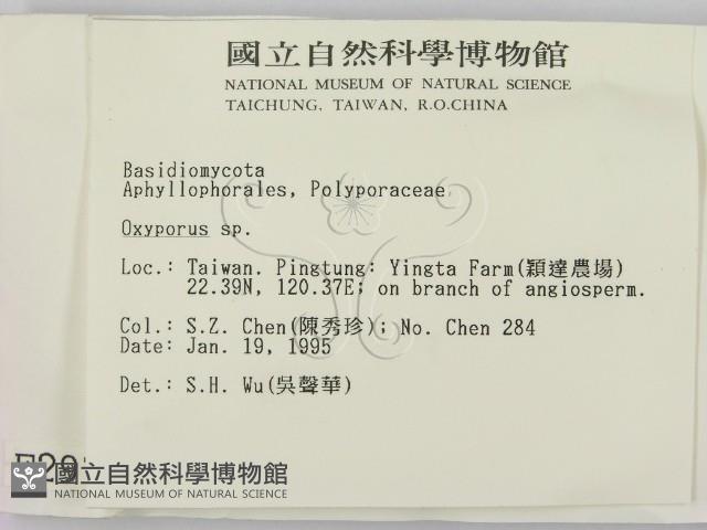 銳孔菌屬藏品圖，第2張