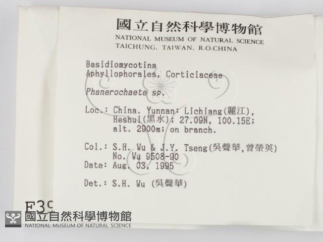 顯絲菌屬藏品圖，第2張