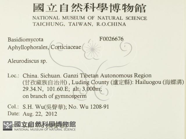 盤革菌屬藏品圖，第2張