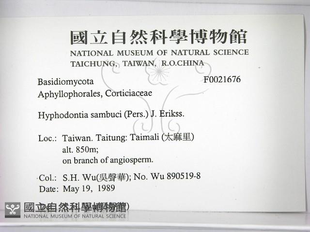 冇骨消絲齒菌藏品圖，第2張