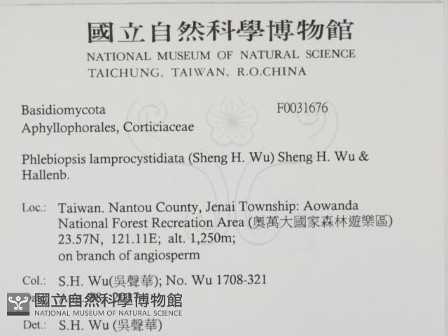 燈籠囊擬射脈菌藏品圖，第2張