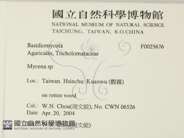 小菇屬藏品圖，第2張