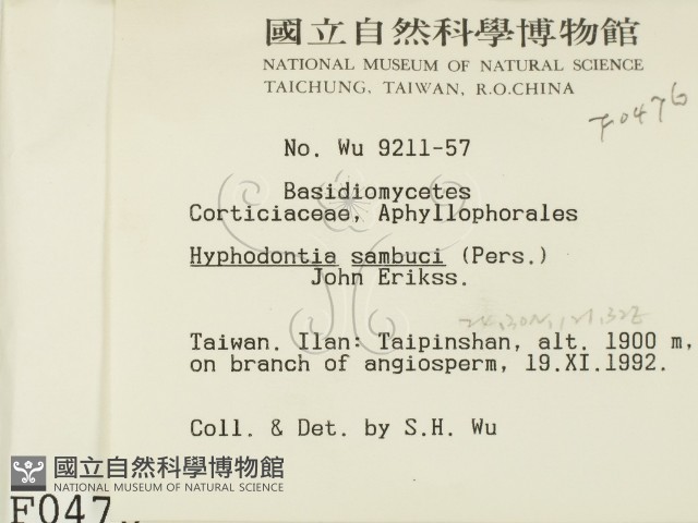 冇骨消絲齒菌藏品圖，第2張