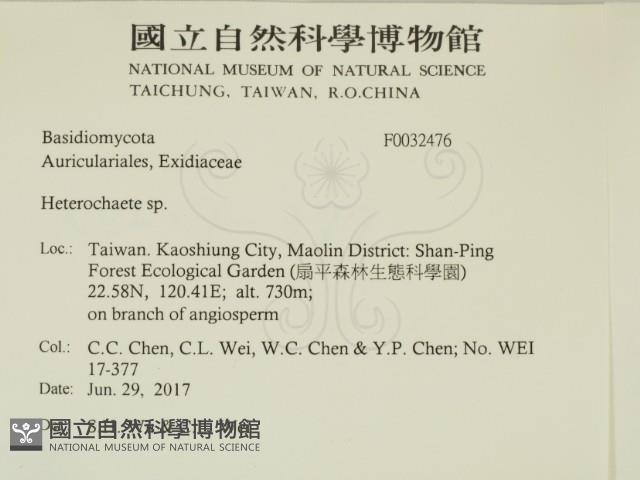 刺皮菌屬藏品圖，第2張
