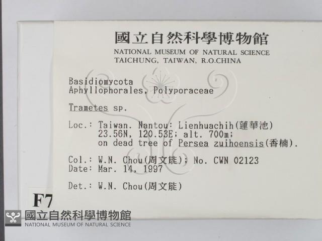 栓菌屬藏品圖，第2張