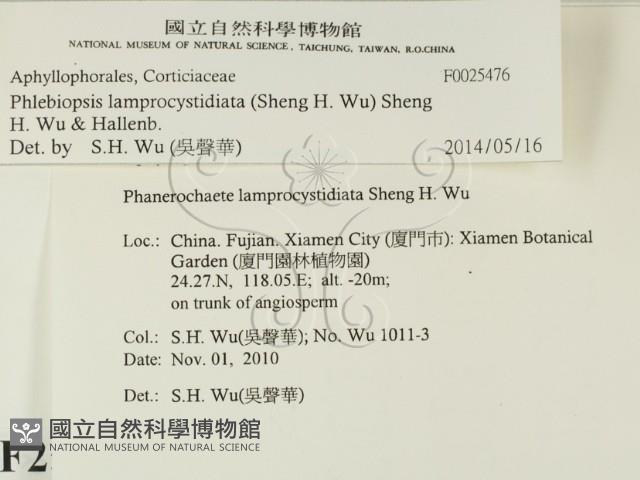 燈籠囊擬射脈菌藏品圖，第2張