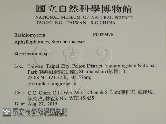 齒耳菌屬藏品圖，第2張