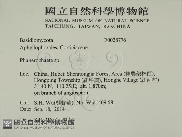 顯絲菌屬藏品圖，第2張