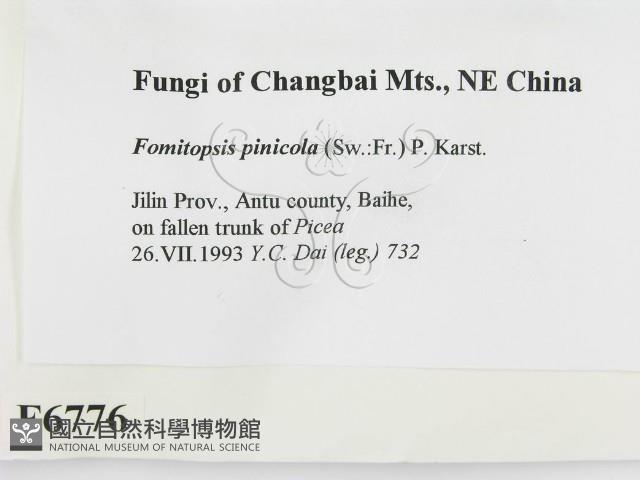 松生擬層孔菌藏品圖，第2張