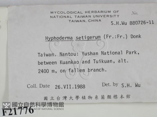 剛毛絲皮菌藏品圖，第2張