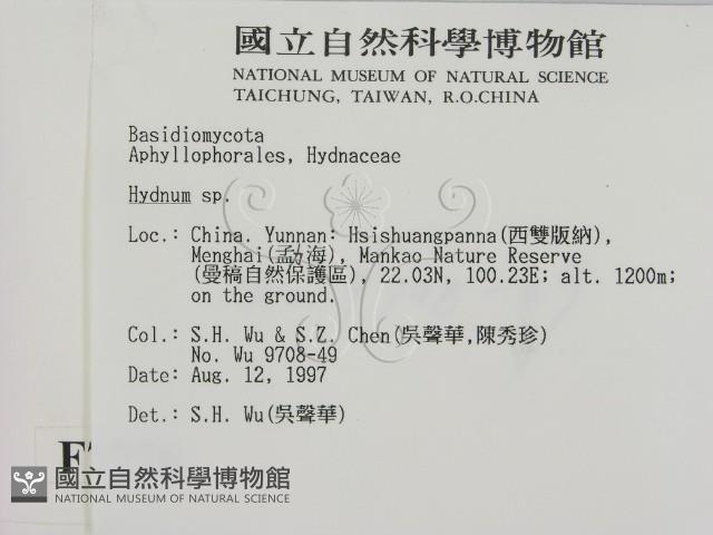 齒菌屬藏品圖，第2張
