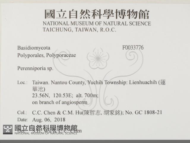 多年臥孔菌屬藏品圖，第2張