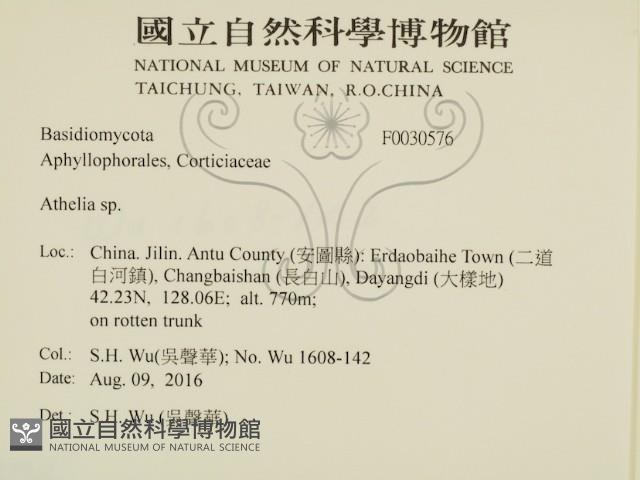 阿太菌屬藏品圖，第2張