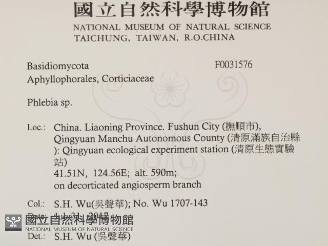 射脈菌屬藏品圖，第2張