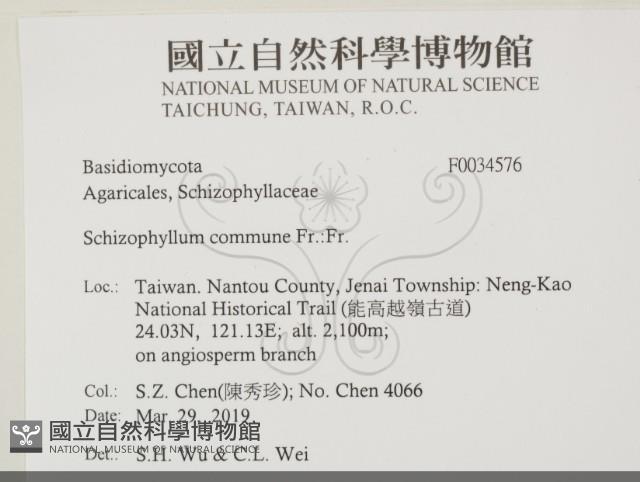 裂褶菌藏品圖，第2張