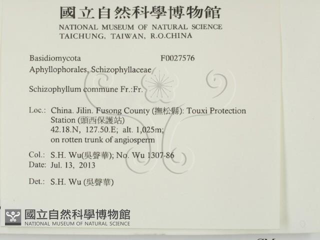 裂褶菌藏品圖，第2張
