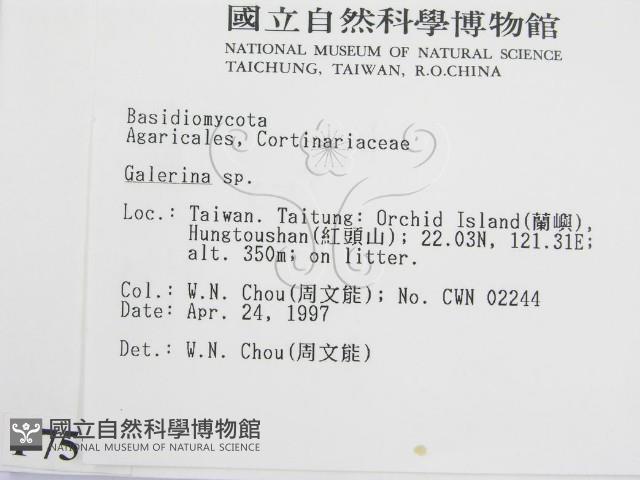 盔孢傘屬藏品圖，第2張