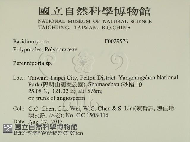 多年臥孔菌屬藏品圖，第2張