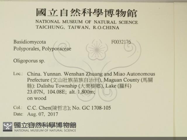 寡孔菌屬藏品圖，第2張