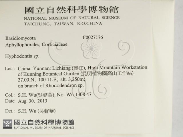 絲齒菌屬藏品圖，第2張