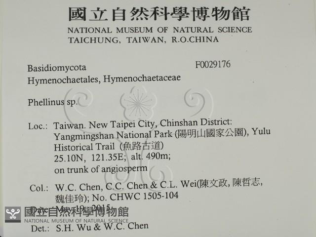 木層孔菌屬藏品圖，第2張