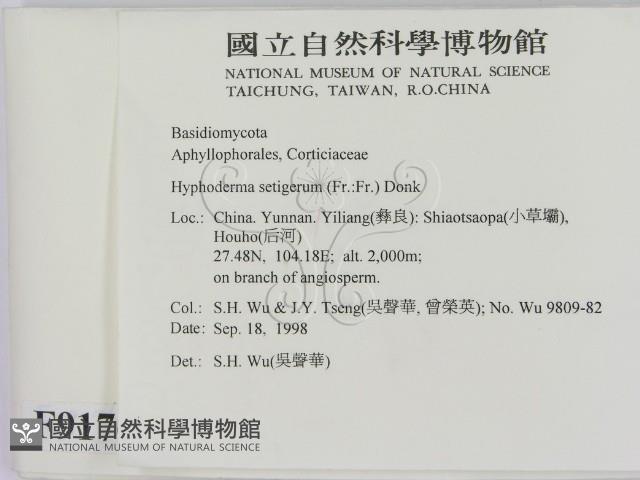 剛毛絲皮菌藏品圖，第2張