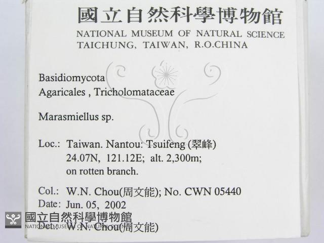 微皮傘屬藏品圖，第2張