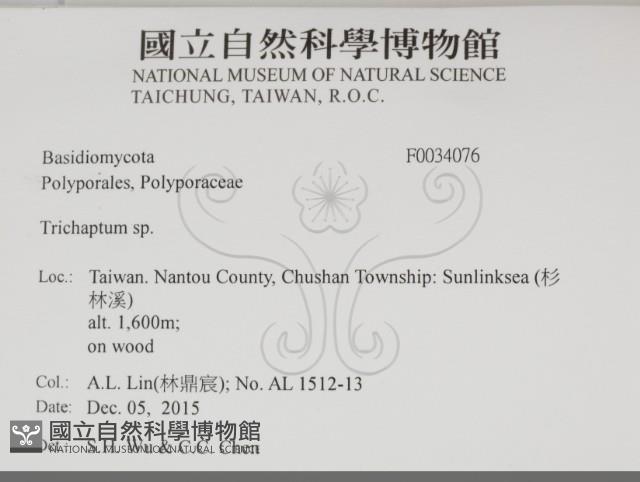 附毛菌屬藏品圖，第2張