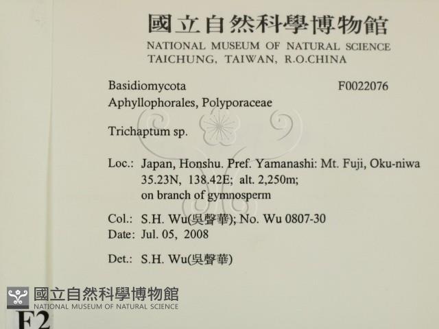附毛菌屬藏品圖，第2張
