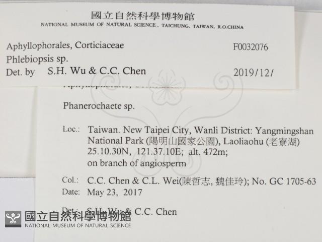 擬射脈菌屬藏品圖，第2張