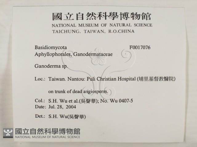 靈芝屬藏品圖，第2張