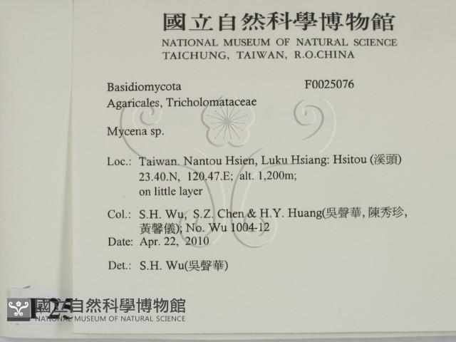 小菇屬藏品圖，第2張