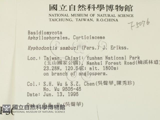 冇骨消絲齒菌藏品圖，第2張