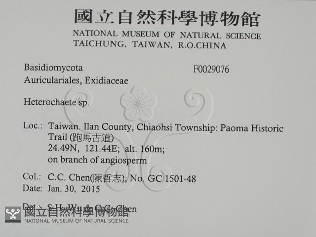 刺皮菌屬藏品圖，第2張